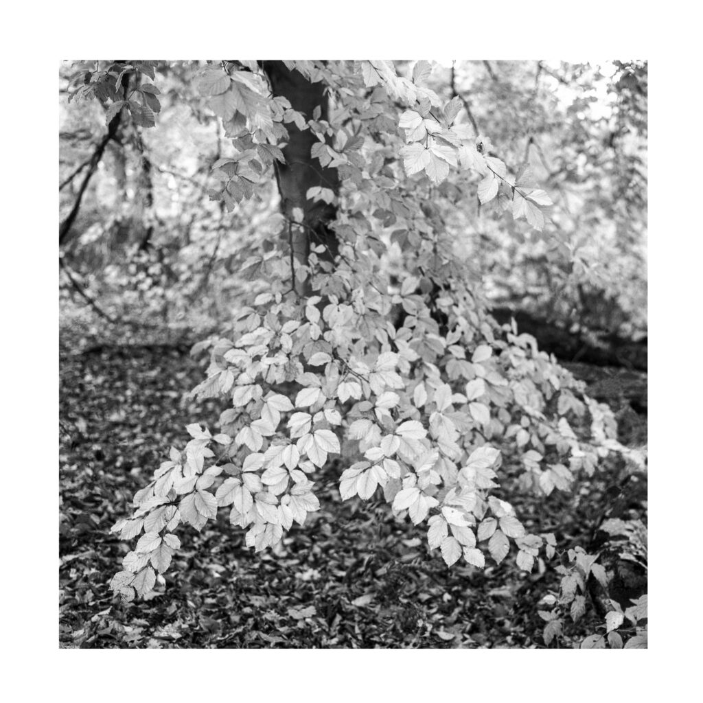 Medium format picture of the week 48/25